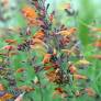 Agastache rupestris 'Apache Sunset' - Agastache anisée