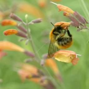 Agastache rupestris 'Apache Sunset' - Agastache anisée