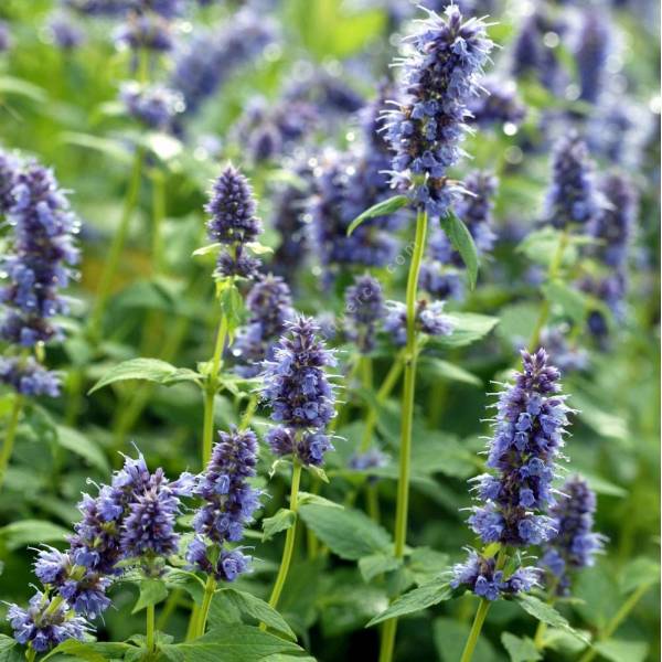 Hysope Anisée - Agastache 'Blue Fortune' - Plante aromatique bleue