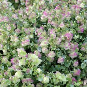 Origanum 'Kent Beauty'