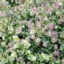 Origanum 'Kent Beauty'