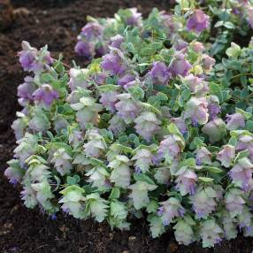 Origanum 'Kent Beauty'