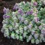 Origanum 'Kent Beauty'