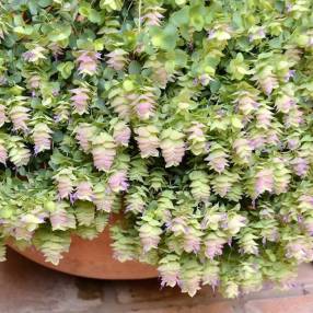 Origanum 'Kent Beauty'