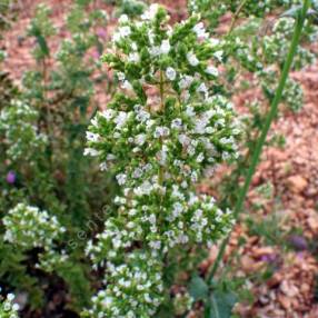 Origanum 'Hot & Spicy' - Origan épicé