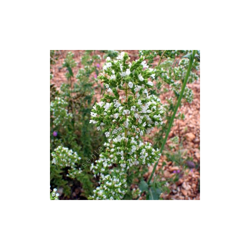 Origanum 'Hot & Spicy' - Origan épicé