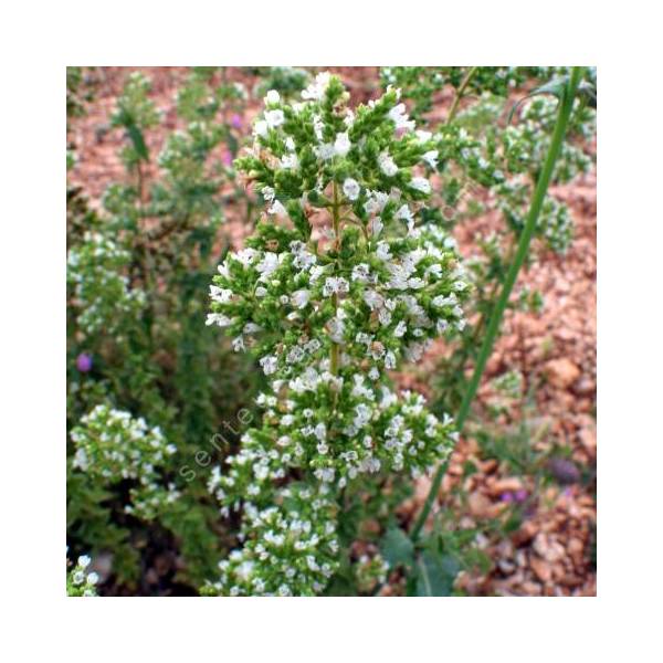 Origanum 'Hot & Spicy' - Origan épicé