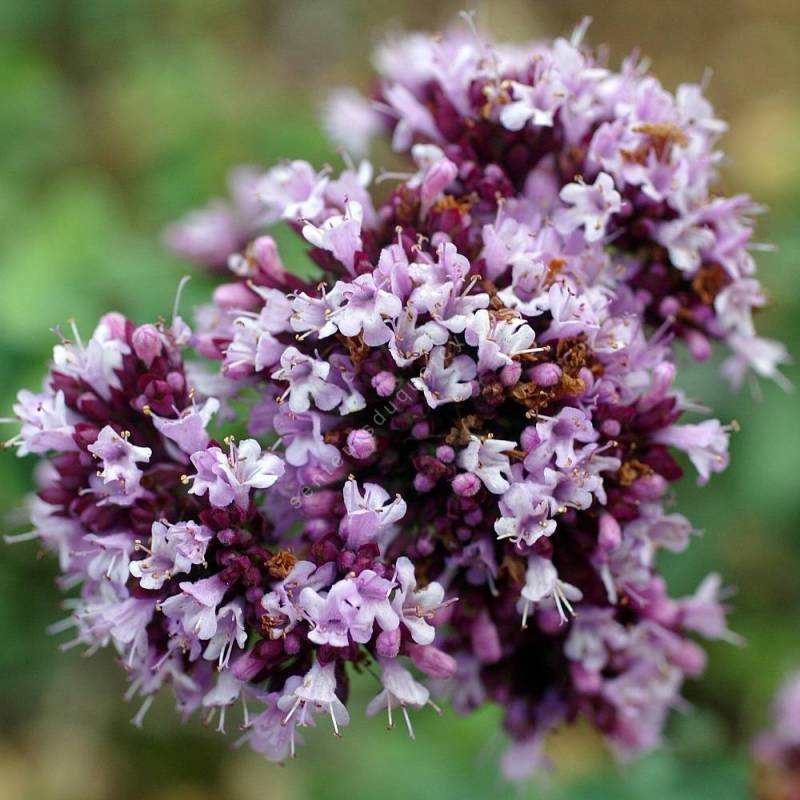 Origanum 'Rosenkuppel' - Marjolaine