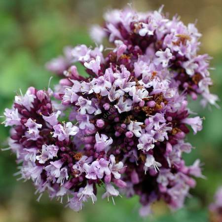 Origanum 'Rosenkuppel' - Marjolaine