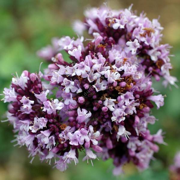 Origanum 'Rosenkuppel'