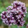 Origanum 'Rosenkuppel' - Marjolaine