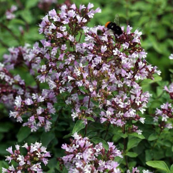 Origanum laevigatum 'Herrenhausen'