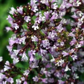 Origanum laevigatum 'Herrenhausen'