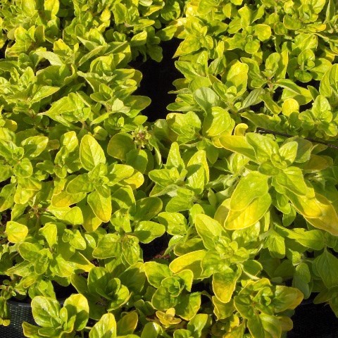 Origanum - origan vivaces aromatiques pour le jardin sec