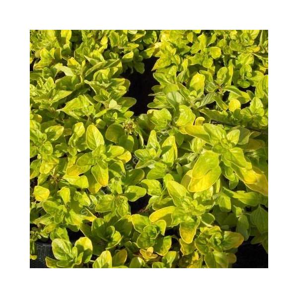 Origanum vulgare 'Thumble's Variety' - Marjolaine dorée