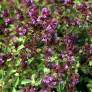 Origanum laevigatum 'Hopley's'