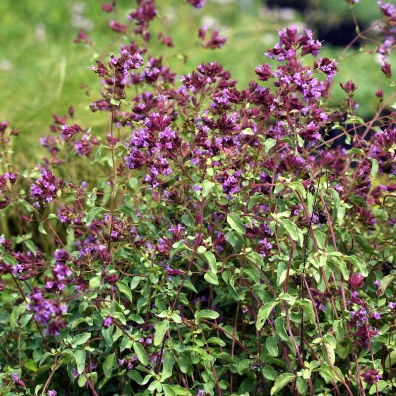 Origanum laevigatum 'Hopley's'