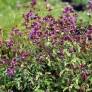 Origanum laevigatum 'Hopley's'