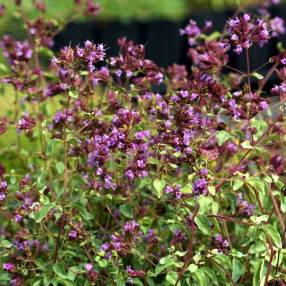 Origanum laevigatum 'Hopley's'