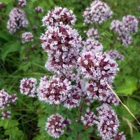 Origanum vulgare - Thym des bergers - Thé sauvage