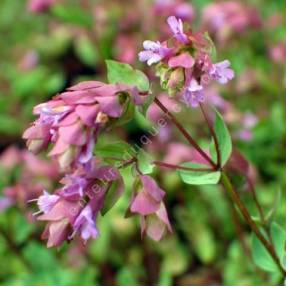 Origanum 'Bristol Cross'