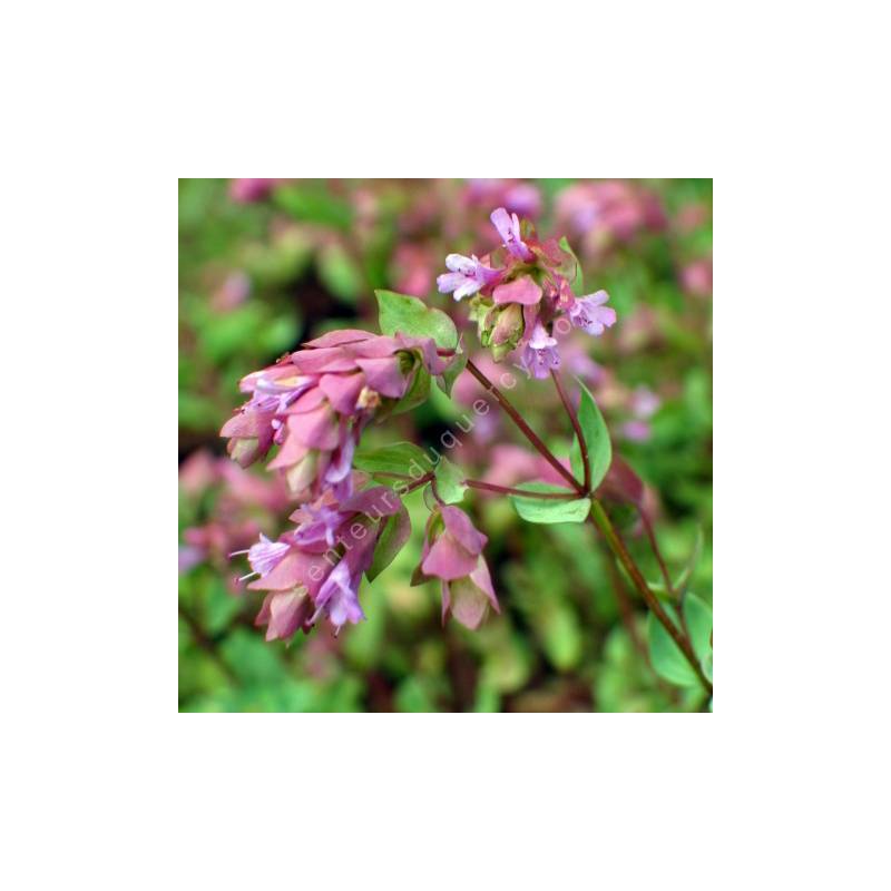 Origanum 'Bristol Cross'