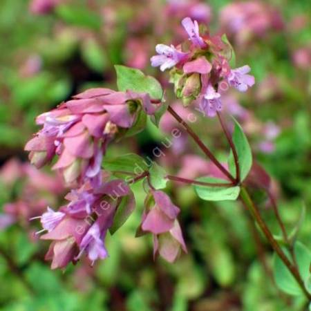 Origanum 'Bristol Cross'