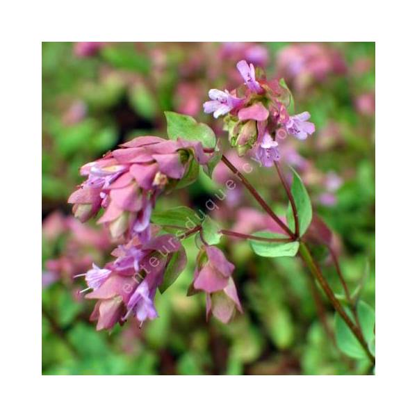 Origanum 'Bristol Cross'