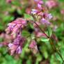 Origanum 'Bristol Cross'