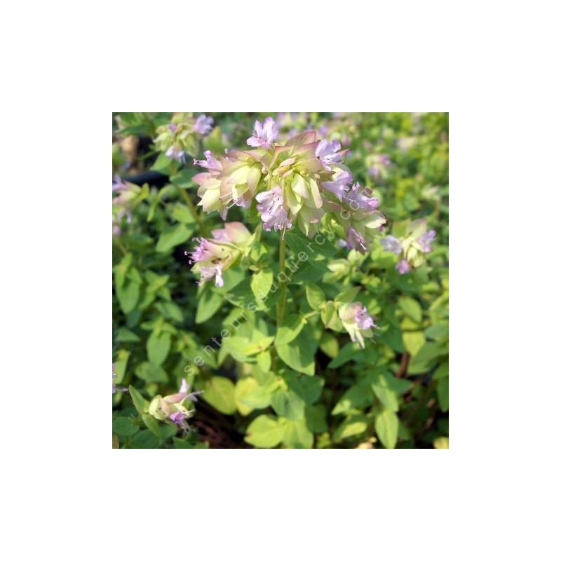 Origanum 'Dingle Fairy'