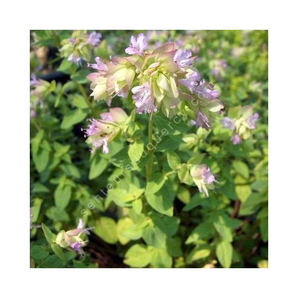 Origanum 'Dingle Fairy'