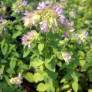 Origanum 'Dingle Fairy'