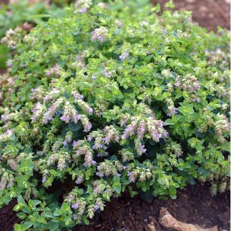 Origanum vulgare - Vente Origan - Marjolaine vivace Origanum vulgare - Vente Origan - Marjolaine vivace