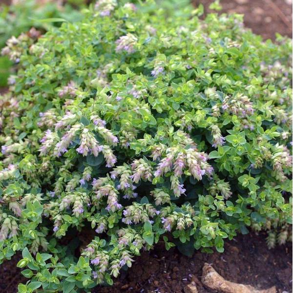 Origanum 'Dingle Fairy'