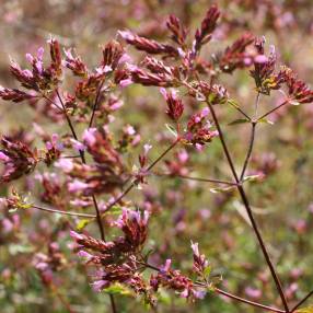 Origanum laevigatum