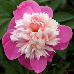 Paeonia 'Bowl Of Beauty' - Pivoine herbacée