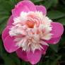 Paeonia 'Bowl Of Beauty' - Pivoine herbacée