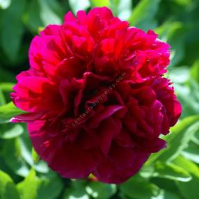 Paeonia 'Karl Rosenfield' - Pivoine herbacée