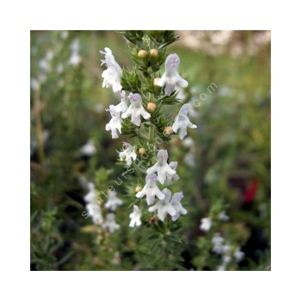 Sarriette - Extrait de Plante fraîche Bio (Satureja montana) - 50 ml main image 1