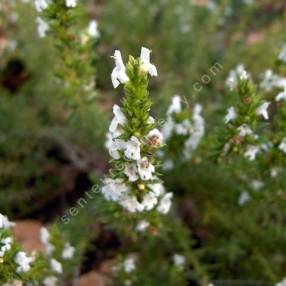 Satureja montana var. citriodora - Sarriette citronnée