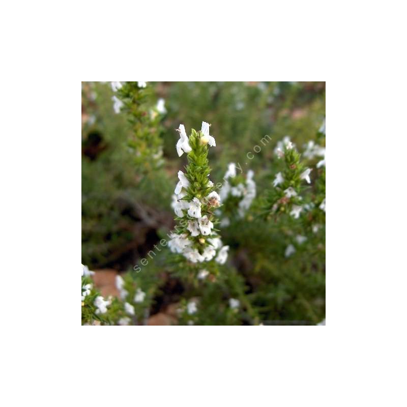 Satureja montana var. citriodora - Sarriette citronnée