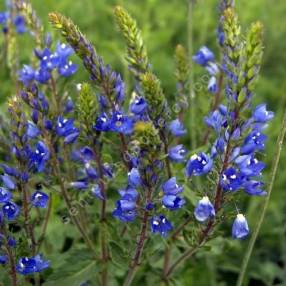 Veronica austriaca subsp. teucrium 'Royal Blue' - Véronique