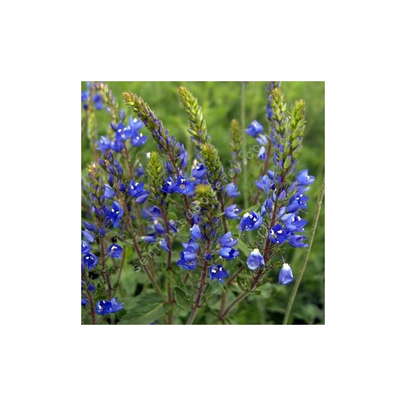 Veronica austriaca subsp. teucrium 'Royal Blue' - Véronique