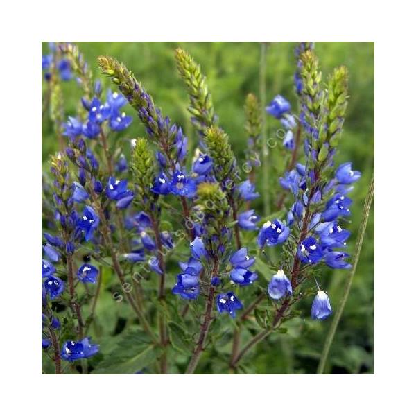 Veronica austriaca subsp. teucrium 'Royal Blue' - Véronique