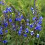 Veronica austriaca subsp. teucrium 'Royal Blue' - Véronique