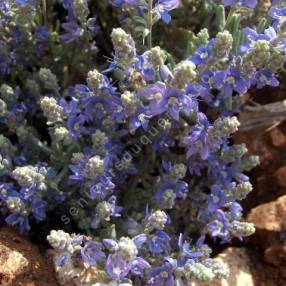 Veronica polifolia - Véronique grisâtre