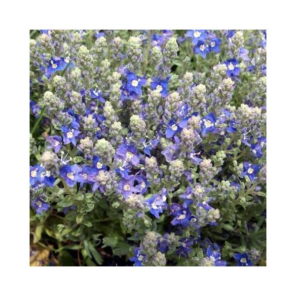 Veronica polifolia - Véronique grisâtre Veronica polifolia - Véronique grisâtre
