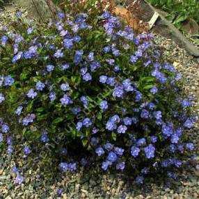 Veronica umbrosa 'Georgia Blue' - Véronique