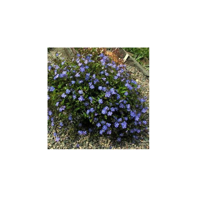 Veronica umbrosa 'Georgia Blue' - Véronique