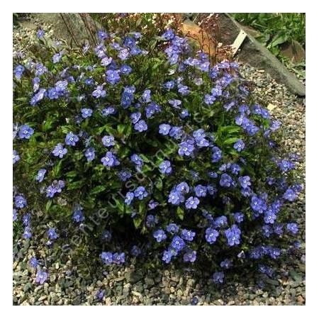 Veronica umbrosa 'Georgia Blue' - Véronique